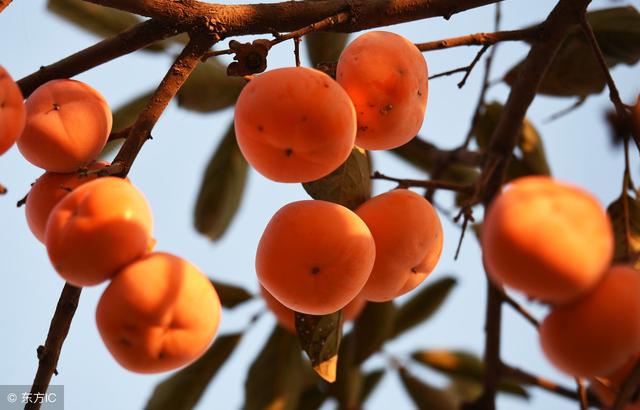 柿子如何去除涩味，柿子去苦涩这么简单