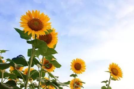 晚安经典句子181006：谁经得起浮华的绚烂，谁就经得起流年的平淡