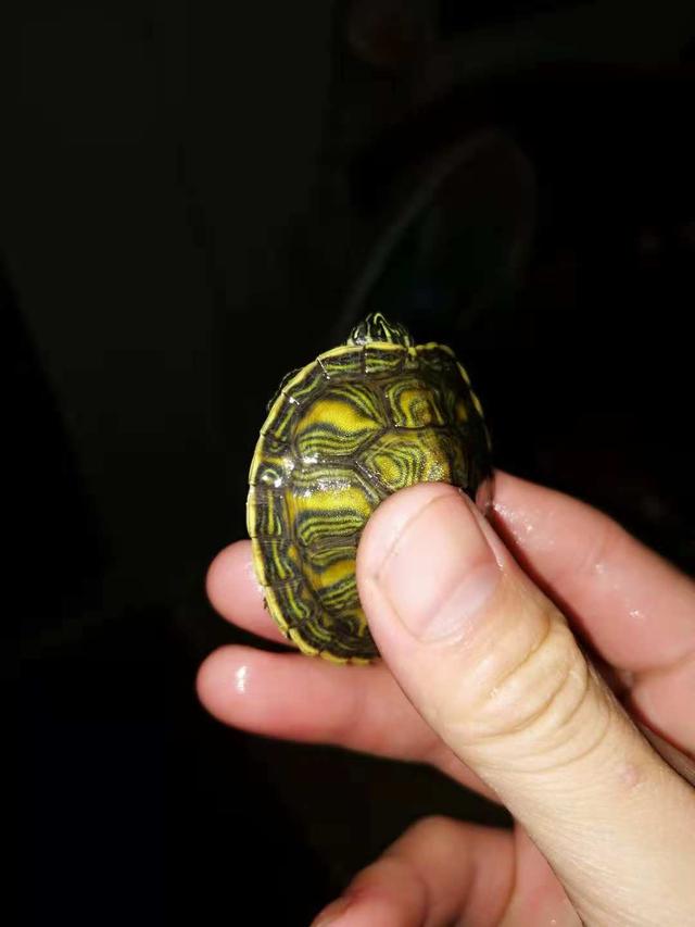 火焰龟怎么养更漂亮，如何养出发色好看的火焰龟