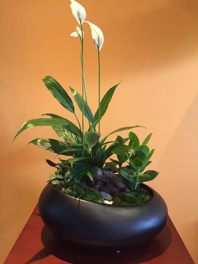 白掌盆栽养护方法，居家盆景养护有技巧