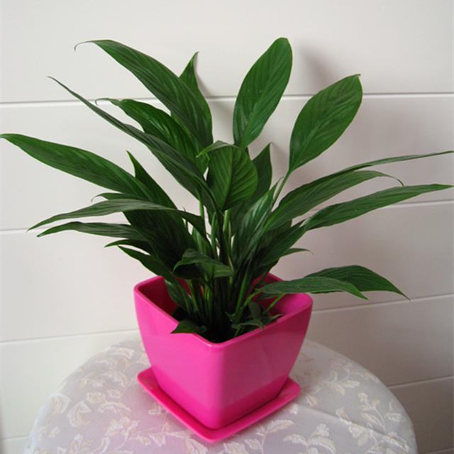 白掌盆栽养护方法，居家盆景养护有技巧