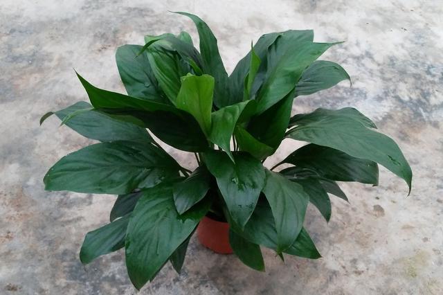 白掌盆栽养护方法，居家盆景养护有技巧