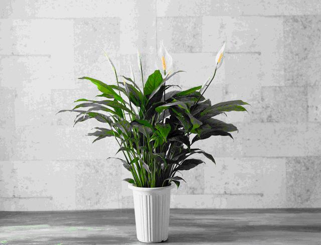 白掌盆栽养护方法，居家盆景养护有技巧