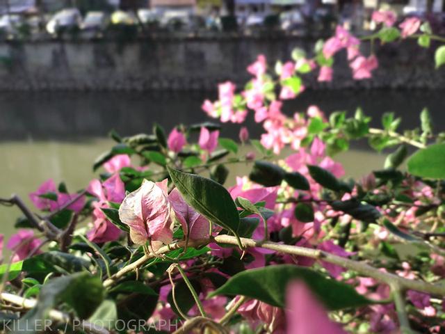 荣耀8c参数配置，荣耀畅玩8c深度评测（亲民再升级 荣耀畅玩8C体验）