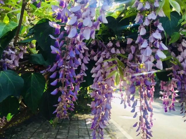 昆明有哪些好玩的旅游景点，云南旅游攻略昆明景点推荐（不去这10个景点相当于白来云南旅游）