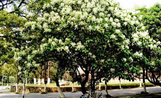 石楠花长什么样子的，花中污妖王