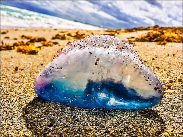 世界上最毒的水母，十种危险水母（澳大利亚箱形水母为什么会是全球最毒生物）