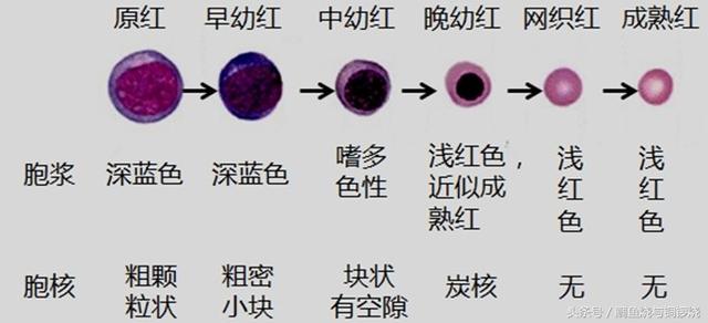 工作细胞杀手t细胞成长历史，工作细胞学习笔记