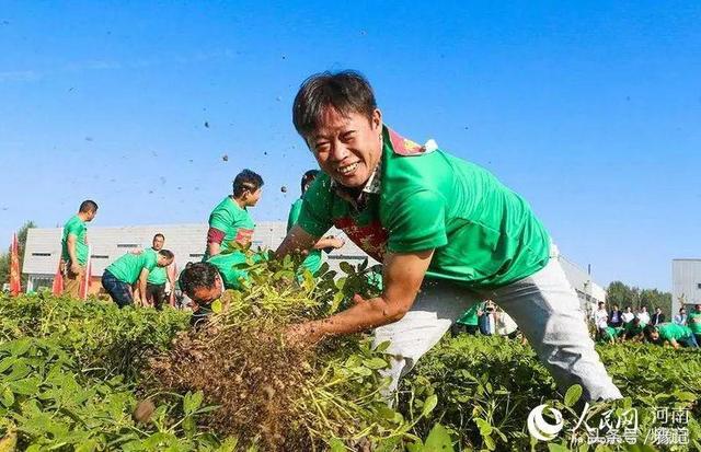 河南最大的花生地，河南一个小县城凭啥成为