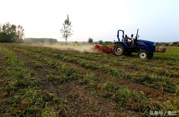 河南最大的花生地，河南一个小县城凭啥成为