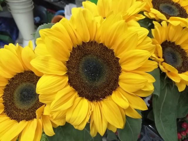 华为畅享9参数，华为畅享9Plus评测6.5英寸全面屏的千元旗舰（华为畅享9性能及配置）