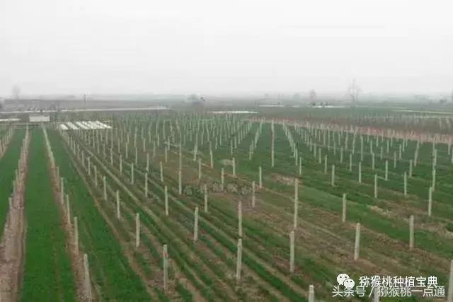 软枣猕猴桃大棚种植季节，猕猴桃建园秋栽是金