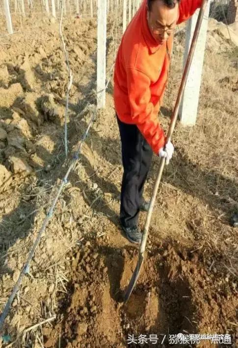 软枣猕猴桃大棚种植季节，猕猴桃建园秋栽是金