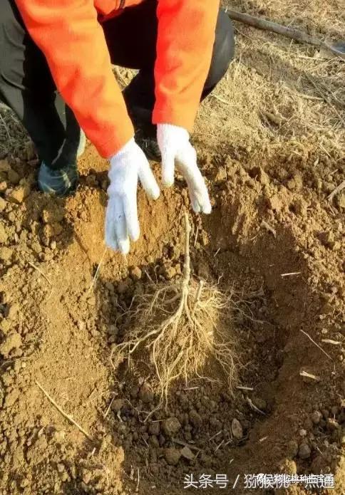 软枣猕猴桃大棚种植季节，猕猴桃建园秋栽是金