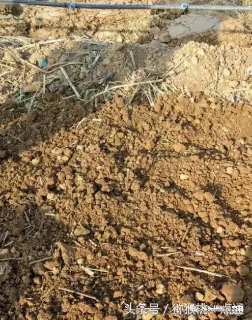 软枣猕猴桃大棚种植季节，猕猴桃建园秋栽是金