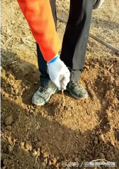 软枣猕猴桃大棚种植季节，猕猴桃建园秋栽是金