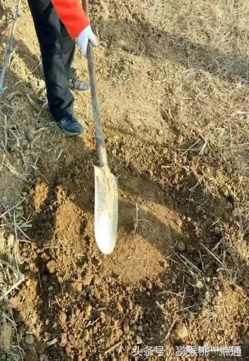 软枣猕猴桃大棚种植季节，猕猴桃建园秋栽是金