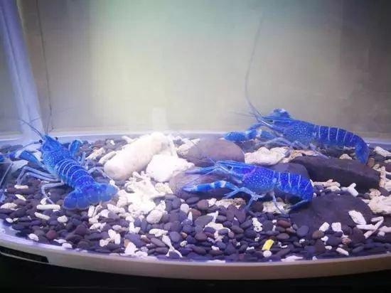 大蓝色小龙虾，博白产澳洲蓝龙虾上市