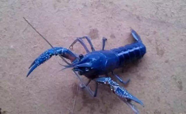 大蓝色小龙虾，博白产澳洲蓝龙虾上市