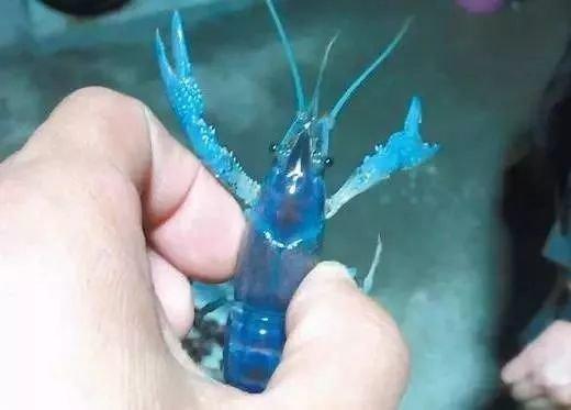 大蓝色小龙虾，博白产澳洲蓝龙虾上市