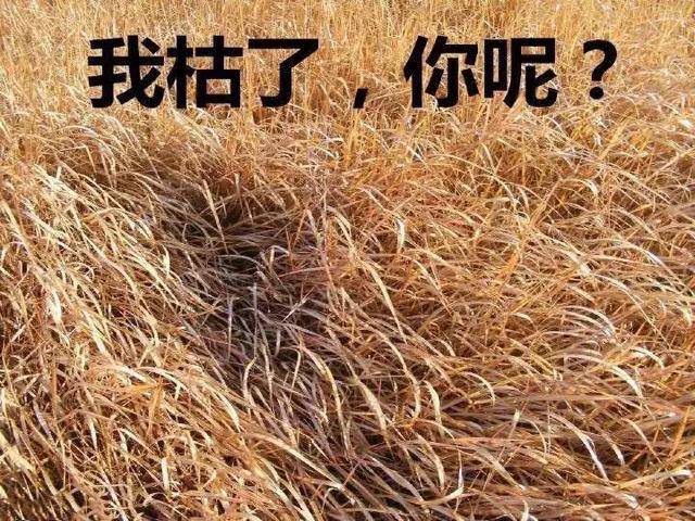冯绍峰和赵丽颖，冯绍峰与赵丽颖的关系（冯绍峰和王丽坤突然官宣喜讯）
