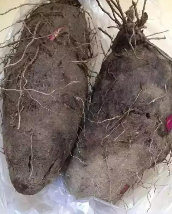 客家特产炸芋圆等，那些全南人“炸”出来的客家美食