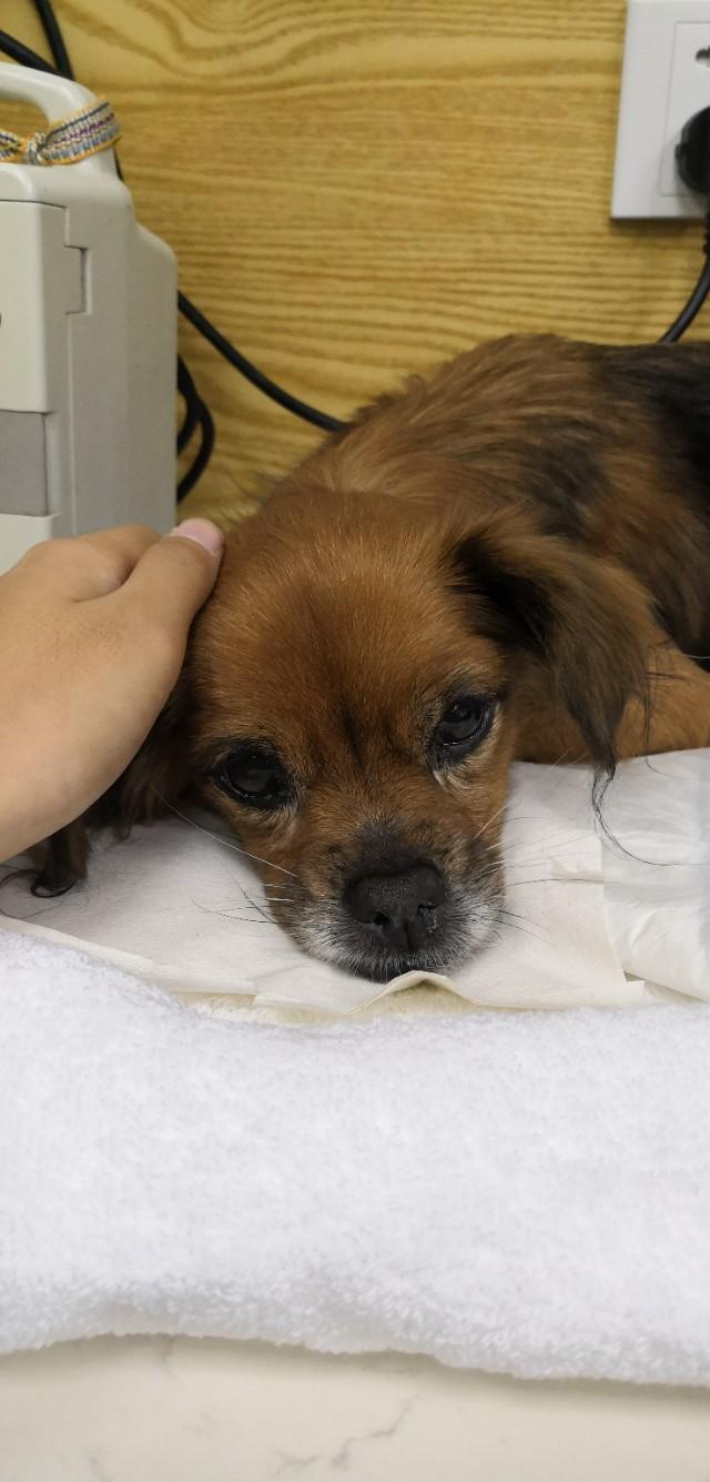狗子宫蓄脓早期的症状，狗狗子宫蓄脓什么症状（宠主能看懂的宠物疾病<五>）