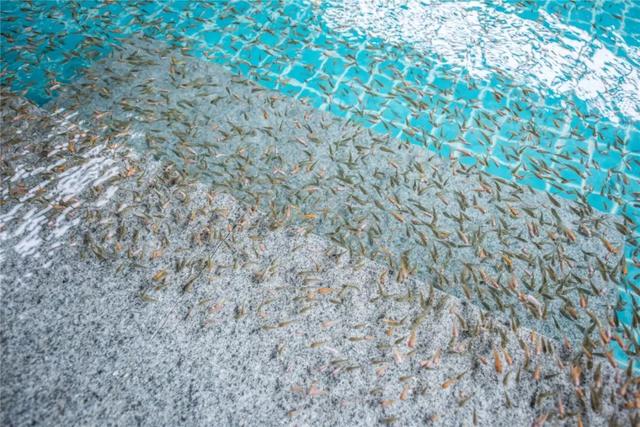 曲尺河温泉度假村，高端大气上档次天然温泉（曲尺河温泉周边有什么玩的）