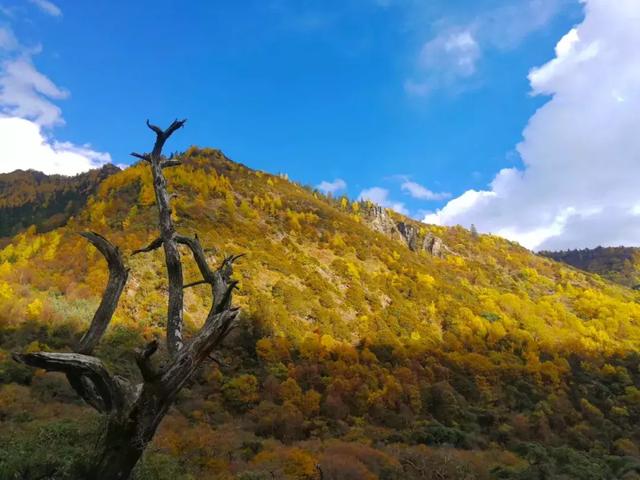 黄龙旅游集散中心，阿坝州自驾游攻略秋天