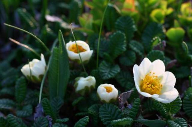 新仙女木事件可能再次发生吗，惊人的新仙女木事件会重演吗