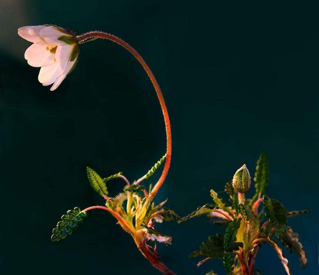 新仙女木事件可能再次发生吗，惊人的新仙女木事件会重演吗