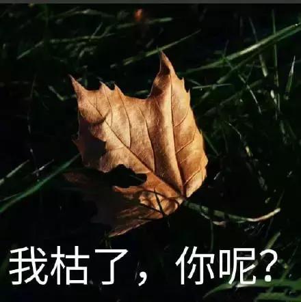 4d电影是什么，4d电影是什么样的效果（4D电影里的“4D”）