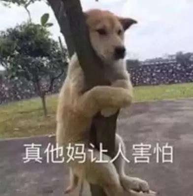 4d电影是什么，4d电影是什么样的效果（4D电影里的“4D”）
