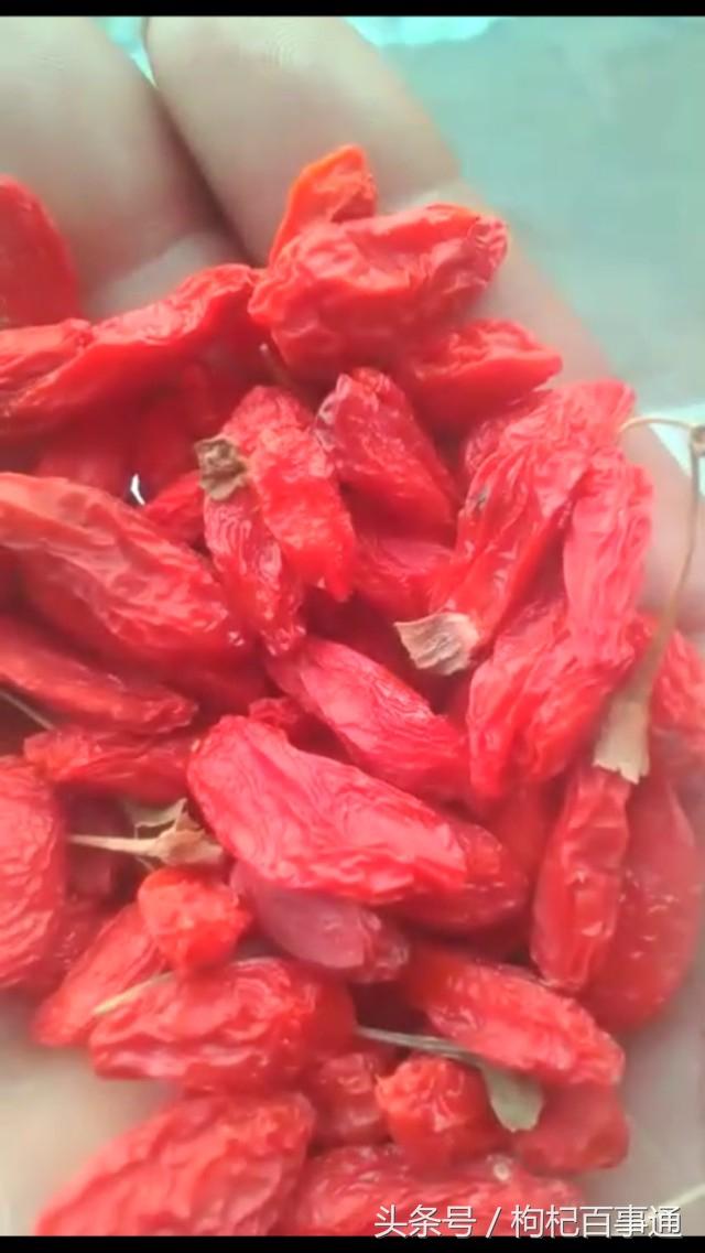 怎么分辨枸杞是不是硫磺熏的，杞农告诉你枸杞为啥要用硫磺熏