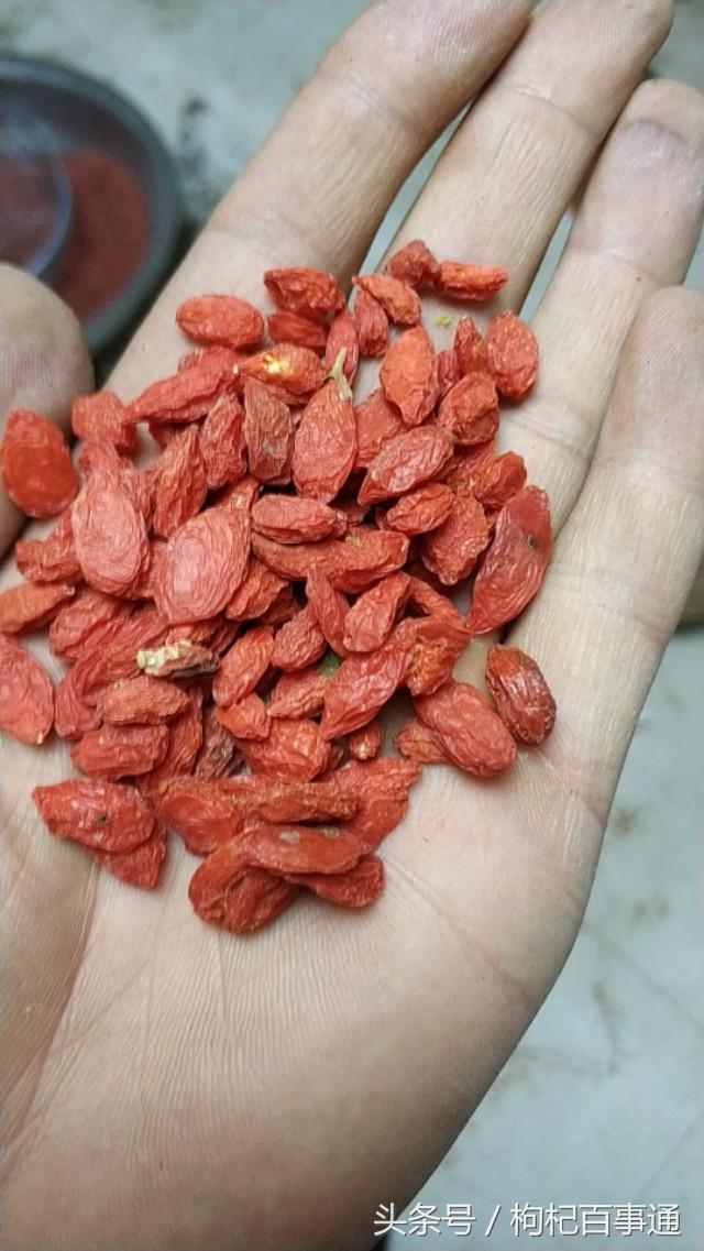 怎么分辨枸杞是不是硫磺熏的，杞农告诉你枸杞为啥要用硫磺熏