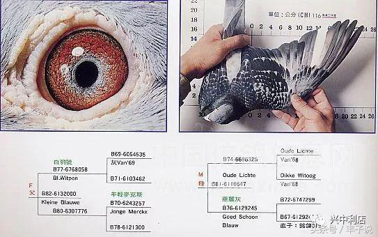 詹森系最好的种鸽，詹森八大配对种鸽赏析<图>