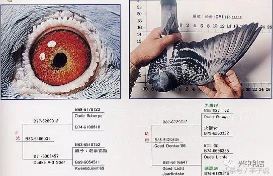 詹森系最好的种鸽，詹森八大配对种鸽赏析<图>