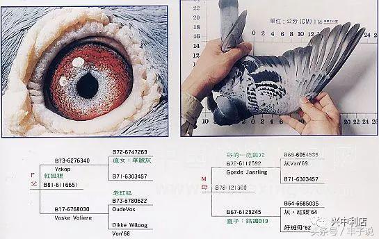 詹森系最好的种鸽，詹森八大配对种鸽赏析<图>