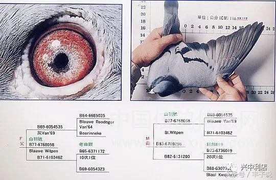 詹森系最好的种鸽，詹森八大配对种鸽赏析<图>