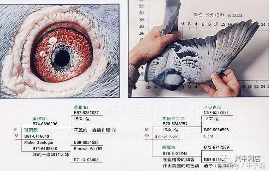 詹森系最好的种鸽，詹森八大配对种鸽赏析<图>