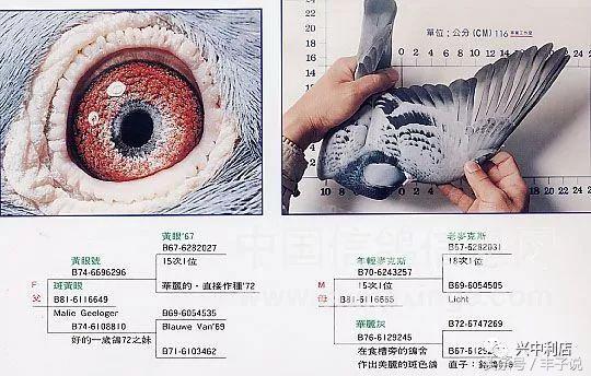 詹森系最好的种鸽，詹森八大配对种鸽赏析<图>