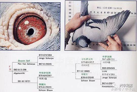 詹森系最好的种鸽，詹森八大配对种鸽赏析<图>