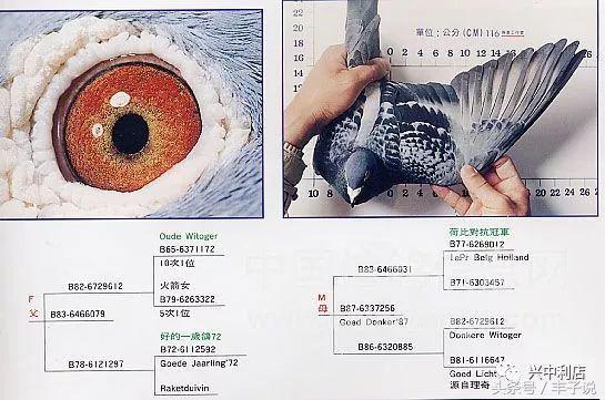 詹森系最好的种鸽，詹森八大配对种鸽赏析<图>