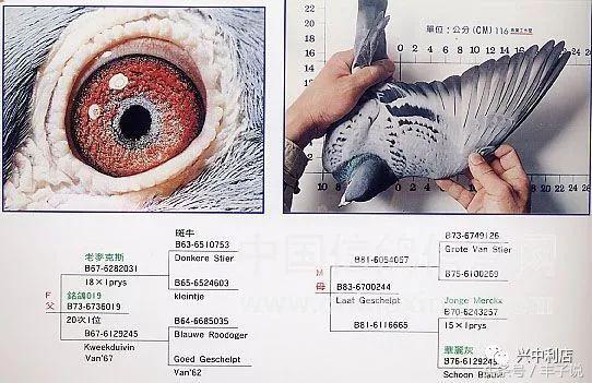 詹森系最好的种鸽，詹森八大配对种鸽赏析<图>