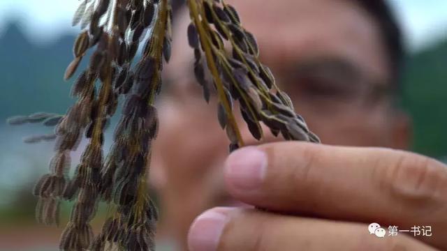 红水河第一湾旅游攻略，红水河第一弯美得如此低调