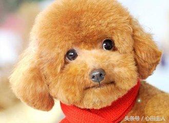 泰迪小型犬适合家养的，家养最佳选择的犬种