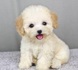 泰迪小型犬适合家养的，家养最佳选择的犬种