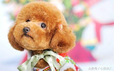 泰迪小型犬适合家养的，家养最佳选择的犬种