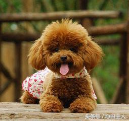 泰迪小型犬适合家养的，家养最佳选择的犬种