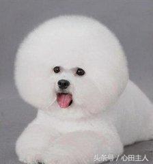 泰迪小型犬适合家养的，家养最佳选择的犬种